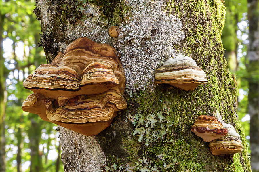 Polypore mushrooms - 1 Photograph by Paul MAURICE