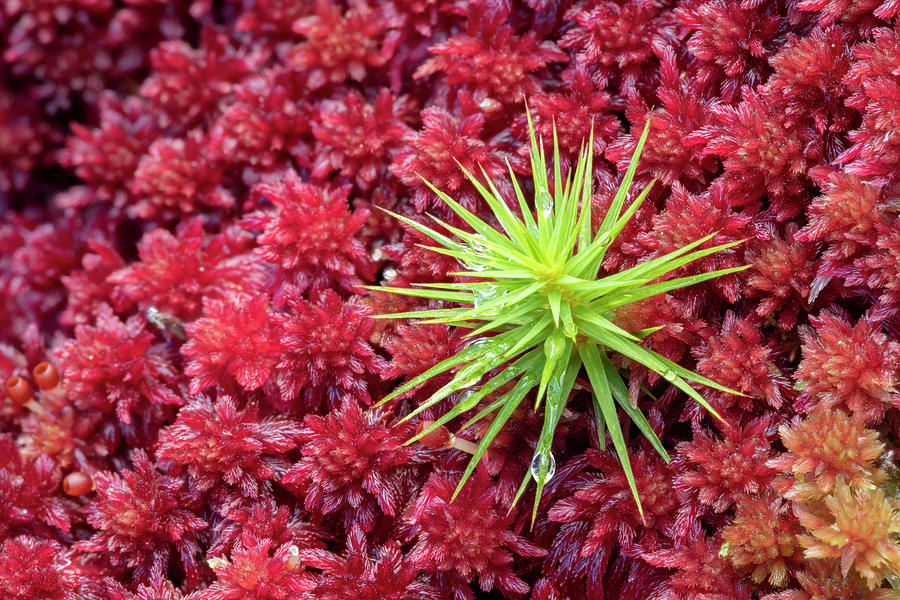 Sphagnum Moss - Red