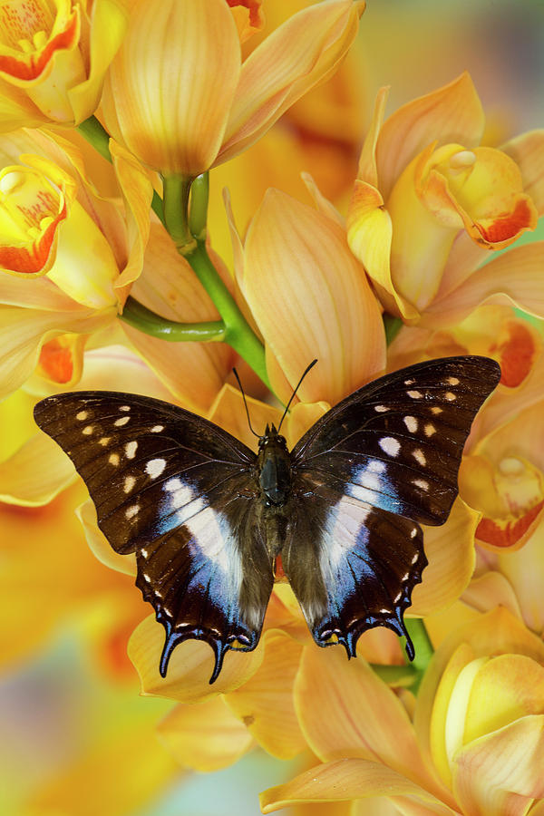 Cymbidium Photograph - Polyura Cognatus Tropical Butterfly by Darrell Gulin