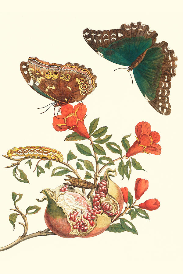 Pomegranate & Butterflies Painting by Maria Sibylla Merian