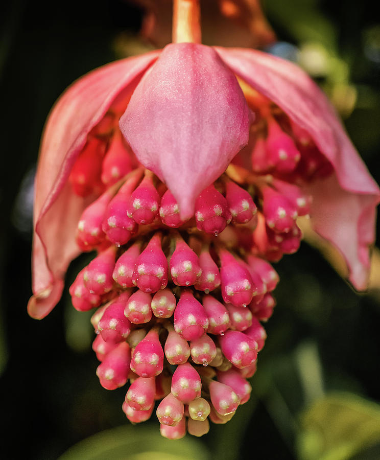 Pomegranate flower Photograph by Silvia Marcoschamer