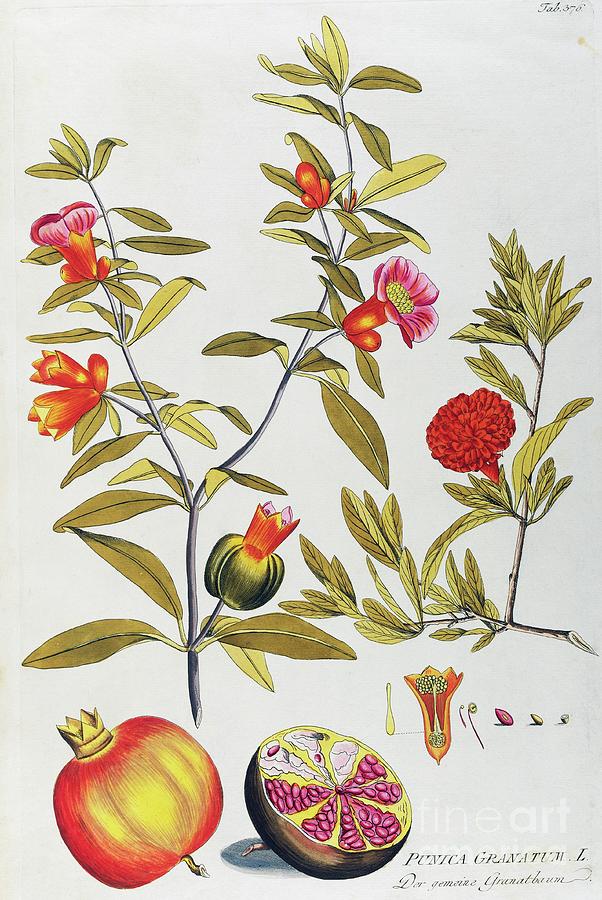 Pomegranate Punica Granatum By Joseph Jacob Von Plenck Painting by Joseph Jacob Von Plenck