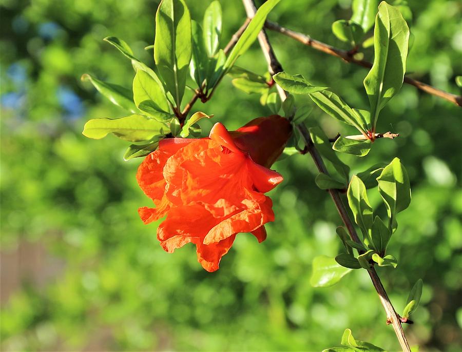 Pomegranate by Sagittarius Viking Pomegranate by Sagittarius Viking