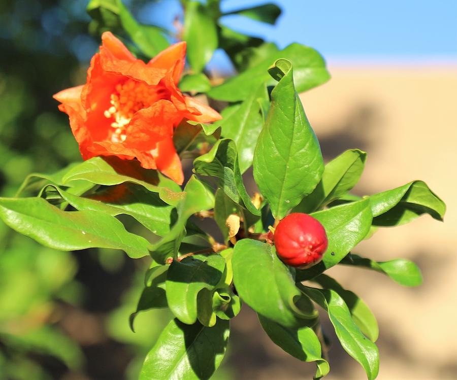 Pomegranate Tree by Sagittarius Viking Pomegranate Tree by Sagittarius Viking