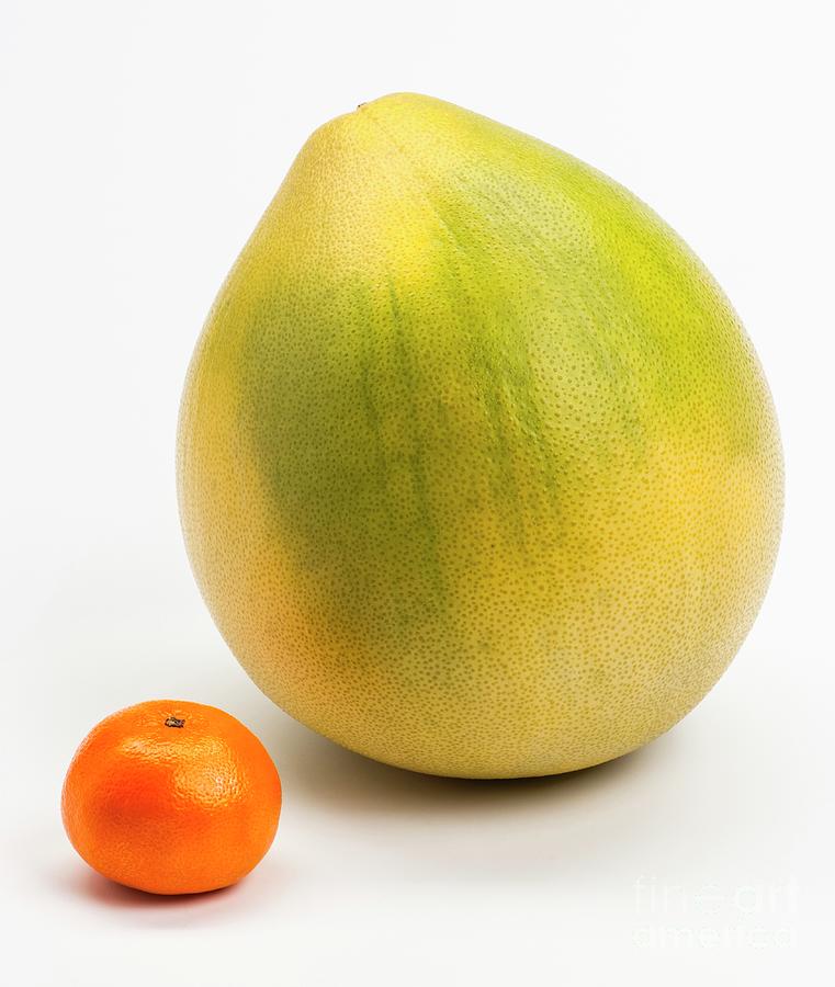 Pomelo And Clementine Photograph by Science Photo Library Pomelo And Clementine Photograph by Science Photo Library