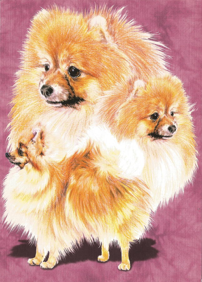 Pomeranian Alteration Drawing by Barbara Keith