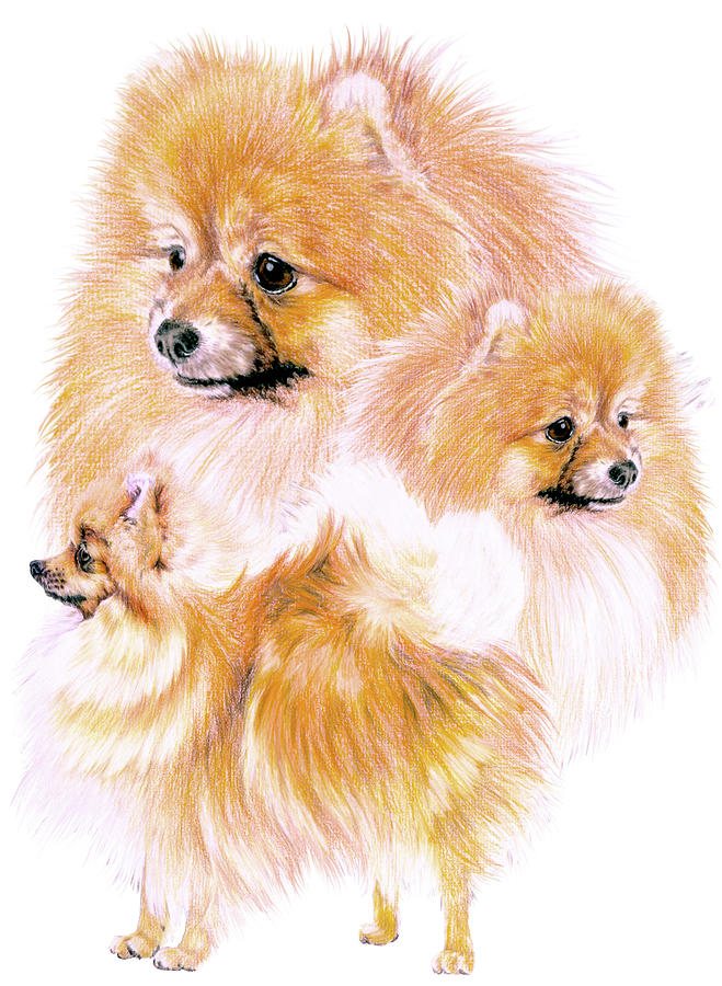 Pomeranian Dog Painting - Pomeranian by Barbara Keith