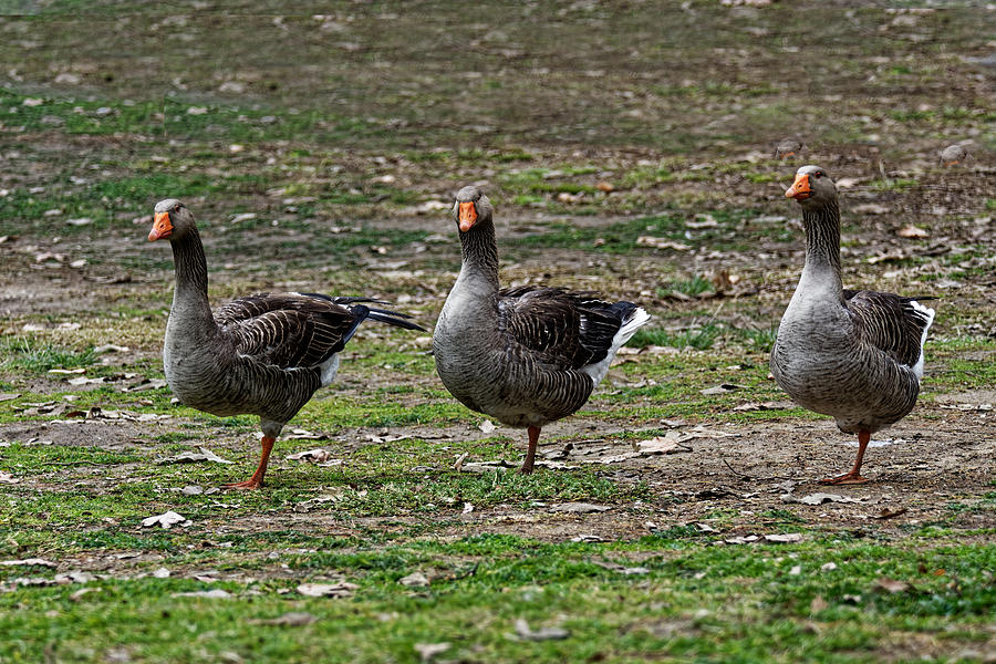 Pomeranian goose Photograph by Minas Keukazian - Pixels