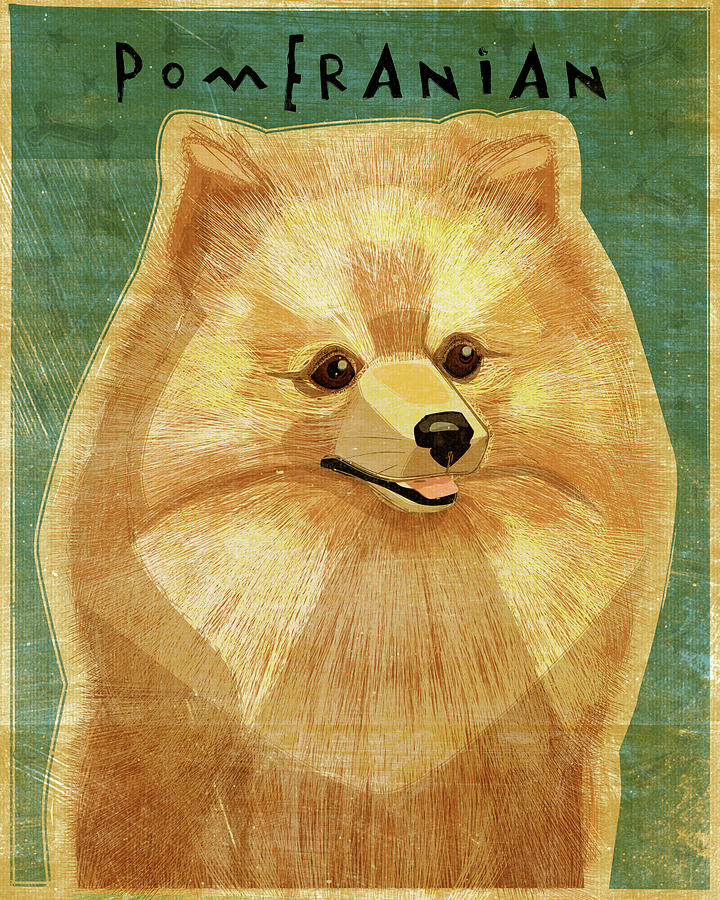 Animal Digital Art - Pomeranian by John W. Golden