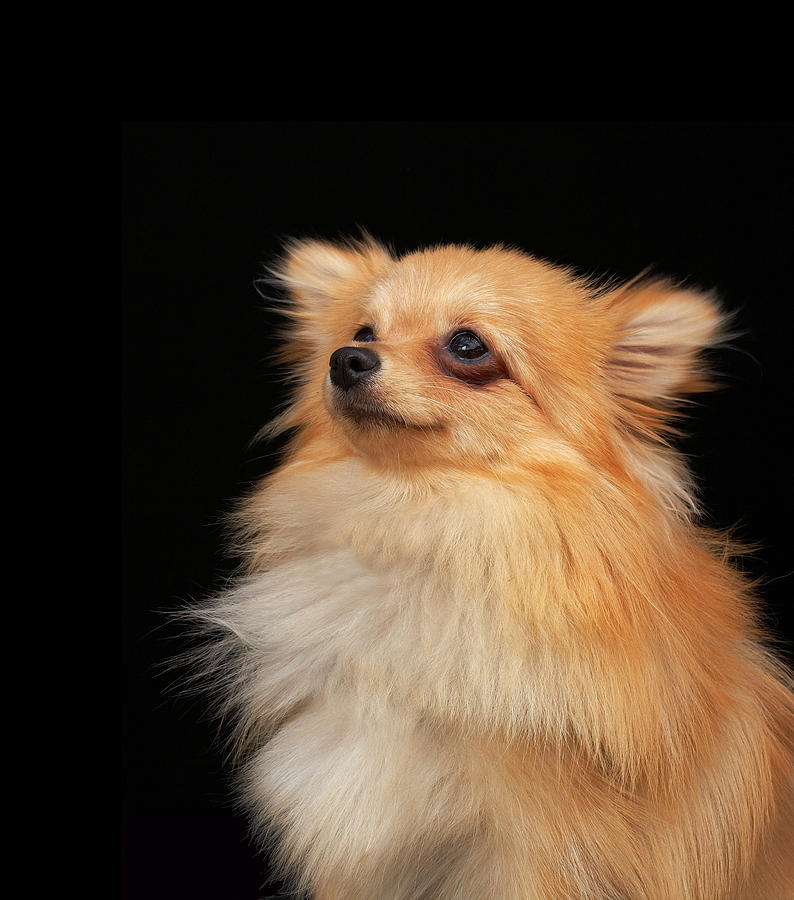 Pomeranian Looking Up On Black Photograph by M Photo