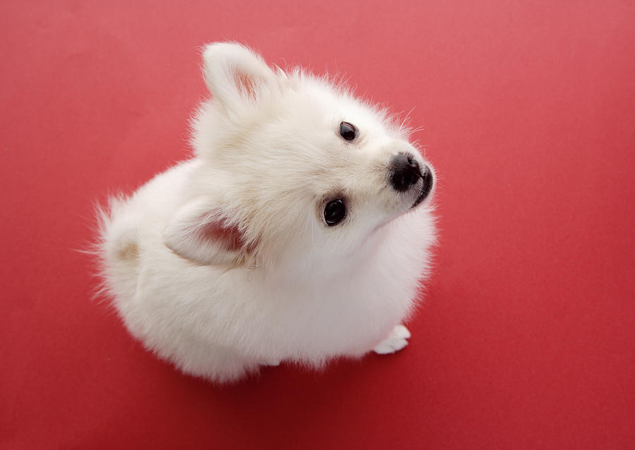 Pomeranian On The Red Carpet White Photograph by Imagenavi
