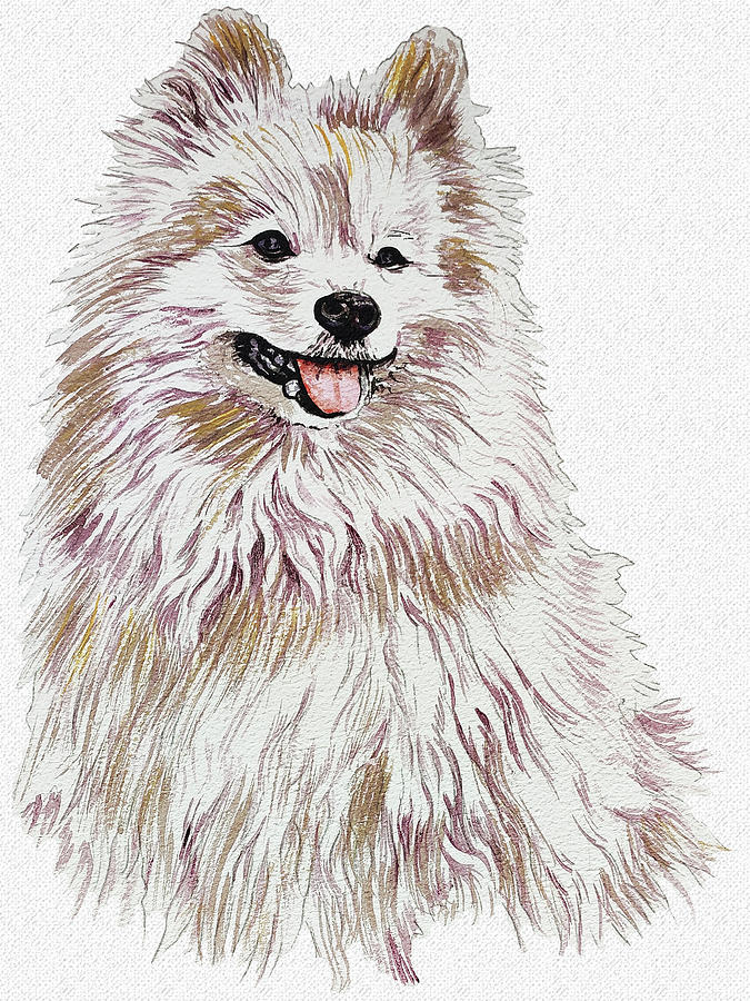 Pomeranian Portrait Drawing by Asp Arts Fine Art America