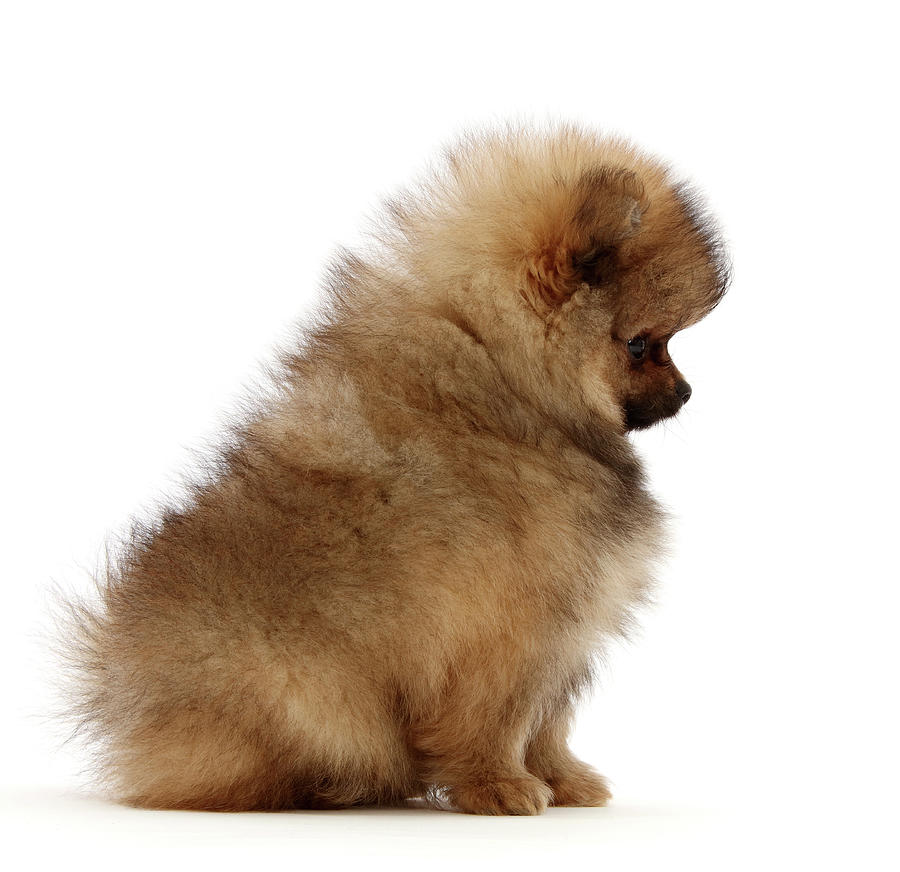 Pomeranian Puppy Sitting Profile Photograph by Mark Taylor
