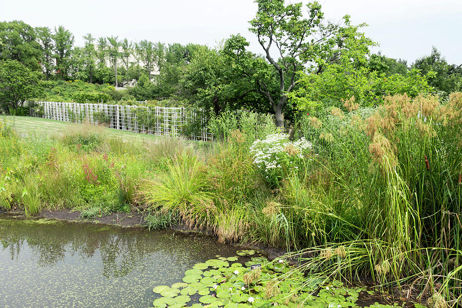 Pond and Wetland Flora at Brooklyn Botanic Garden by Dawn Cavalieri Pond and Wetland Flora at Brooklyn Botanic Garden by Dawn Cavalieri