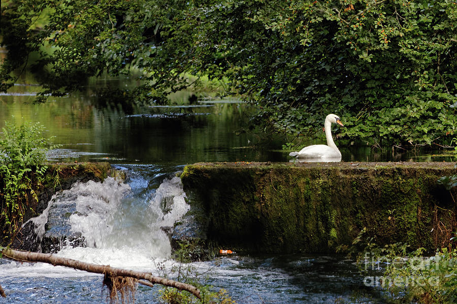 Pond at Doneraile Wildlife Park Photograph by Natural Focal Point Photography