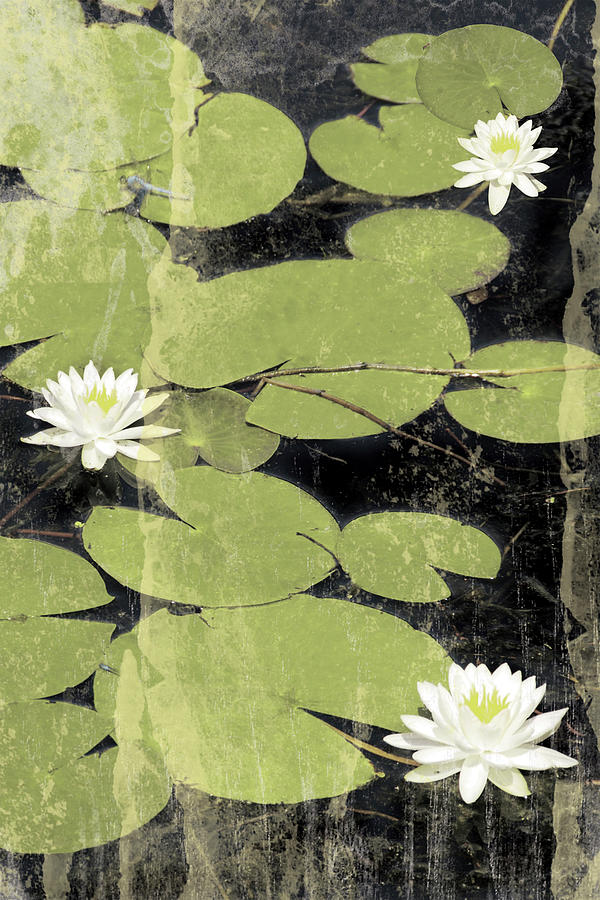 Landscape Mixed Media - Pond Blossoms by Erin Clark