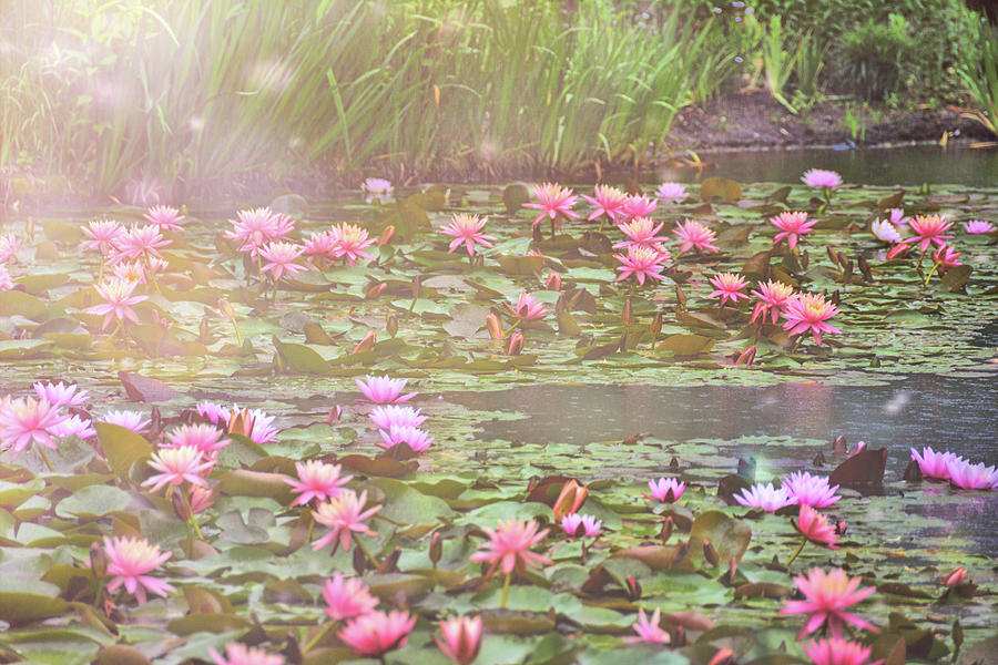 Pond Cover Photograph by Jamart Photography