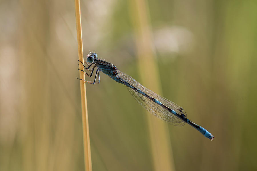 Pond Damselfly on Alert by Robert Potts Pond Damselfly on Alert by Robert Potts