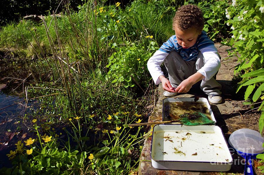 Pond Dipping Photograph by Dr Keith Wheeler/science Photo Library