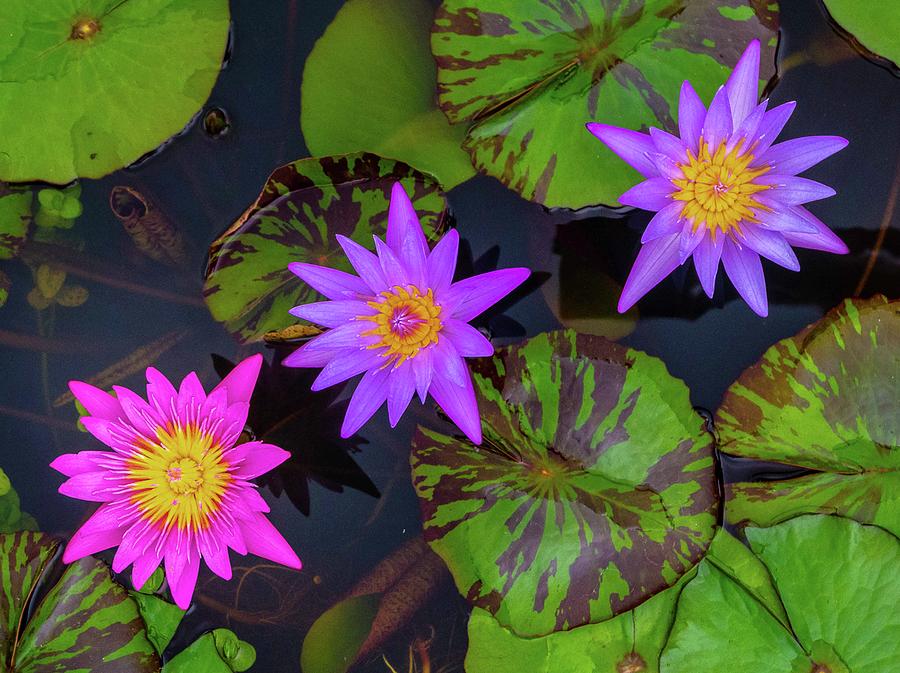 Pond Lilys Photograph by Doug Davidson