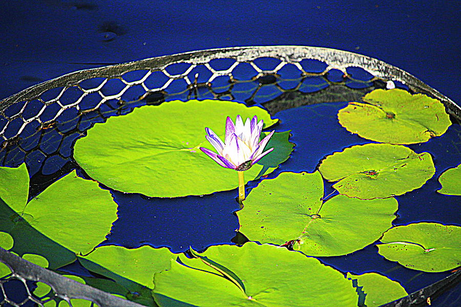 Pond Flower And Pads Photograph by Cynthia Guinn