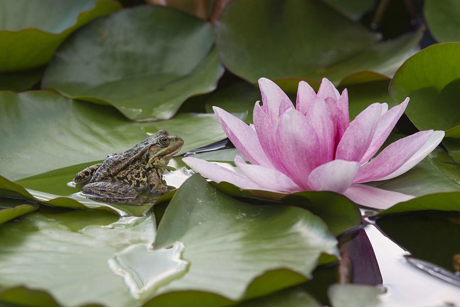 Pond Frog On Leaf Of Nymphaea Photograph by Karlheinz Steinberger