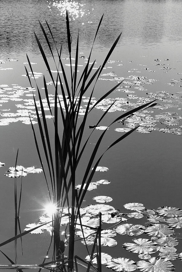 Pond Grass And Lilly Pads Photograph by Monte Nagler