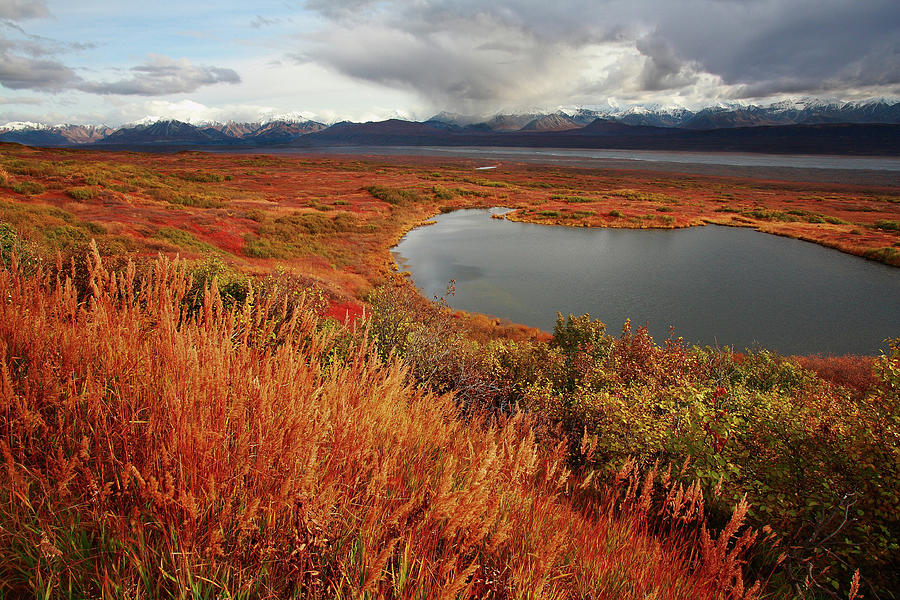 Pond In Denali National Park Photograph by Image Courtesy Of Jeffrey D. Walters
