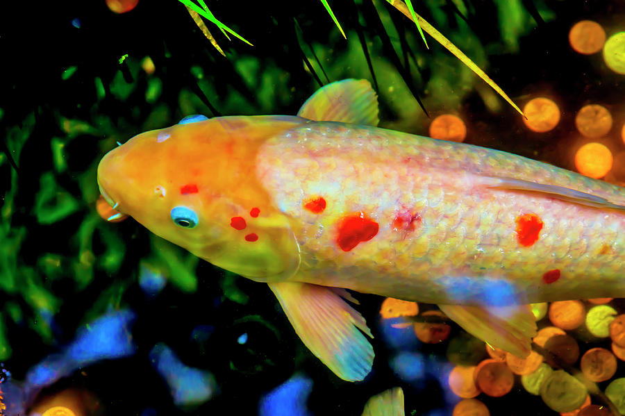 Pond Koi Photograph by Garry Gay
