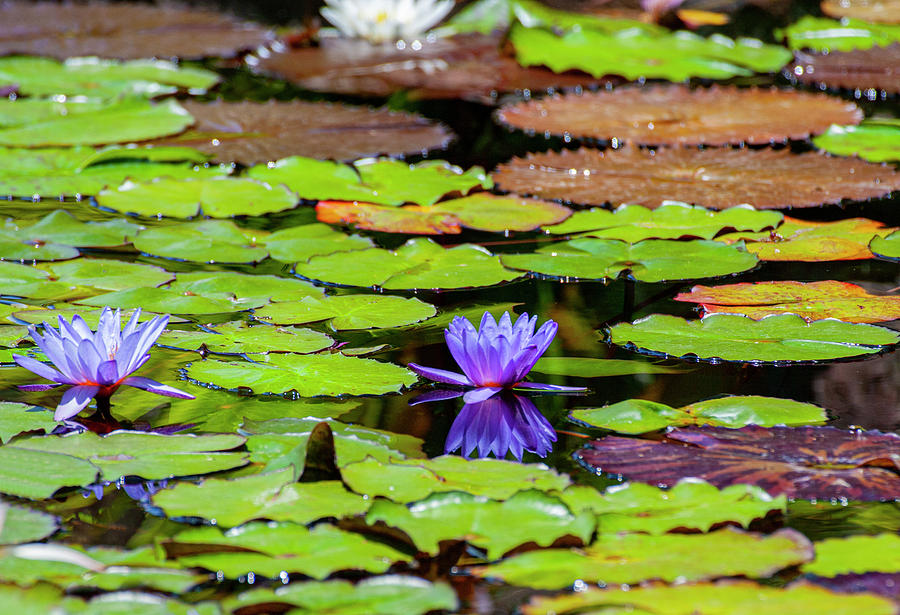 Pond Lillies Photograph