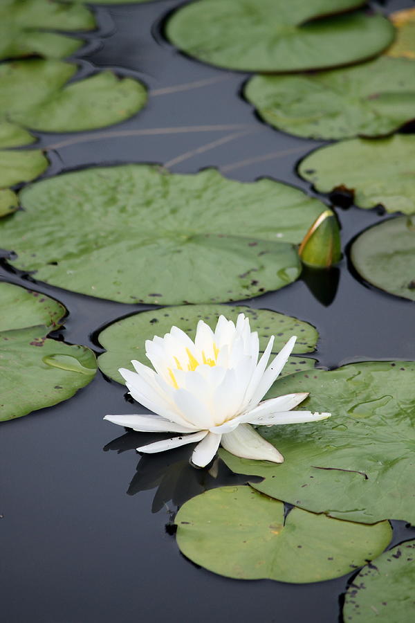 Pond Lily Photograph by Andrea Lowery - Fine Art America