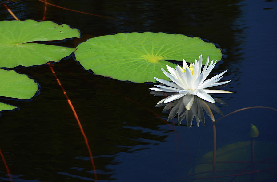 Pond Lily Photograph by Ben Prepelka