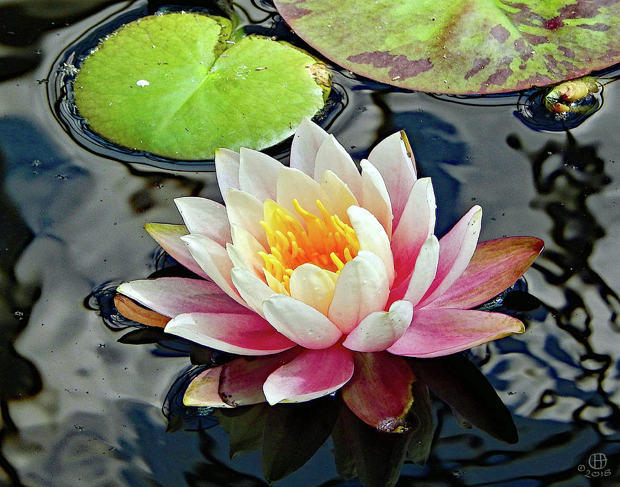 Pond Lily Photograph by Gary Olsen-Hasek