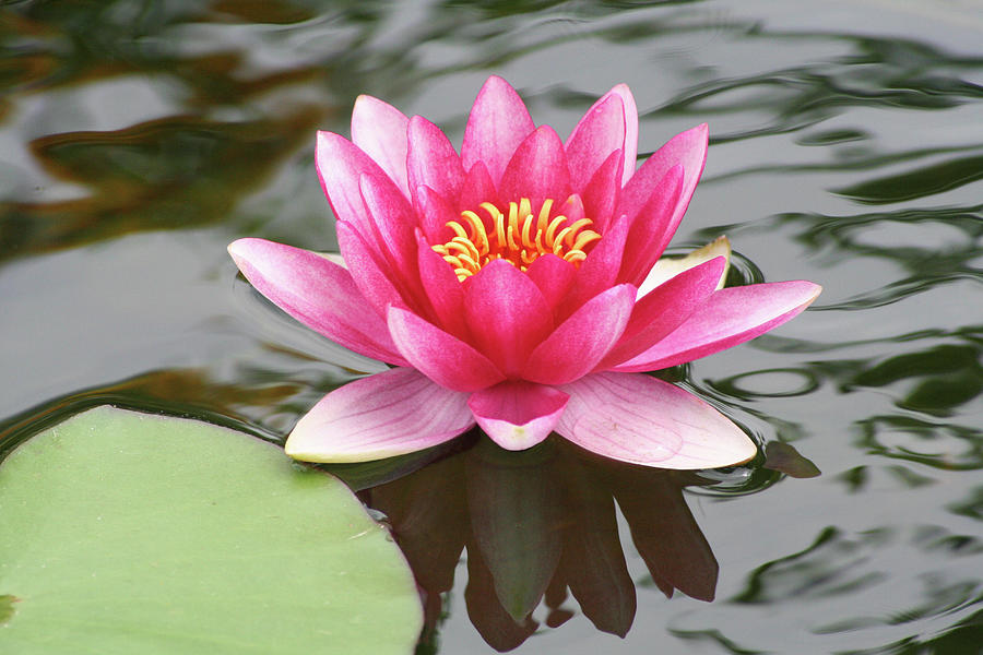 Pond Lily Purple Lily Reflecting Photograph by Jeff Rasche - Fine Art ...