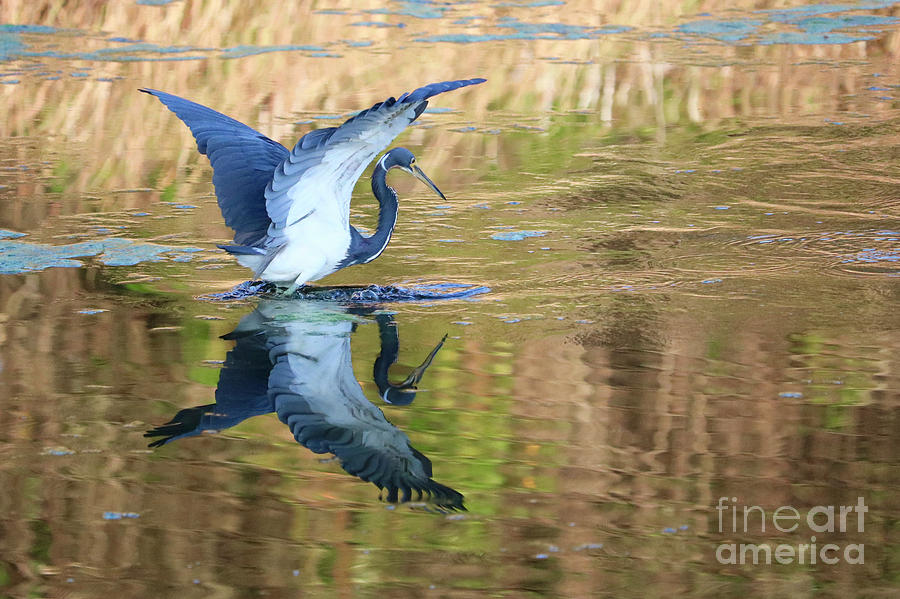 Pond Reflecting Heron Photograph by Carol Groenen