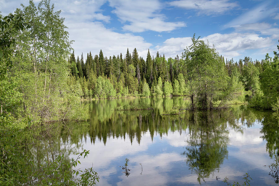 Pond Reflection 2 by Michael Chatt Pond Reflection 2 by Michael Chatt