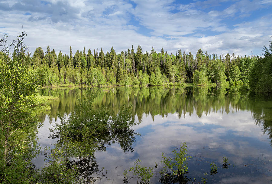 Pond Reflection by Michael Chatt Pond Reflection by Michael Chatt