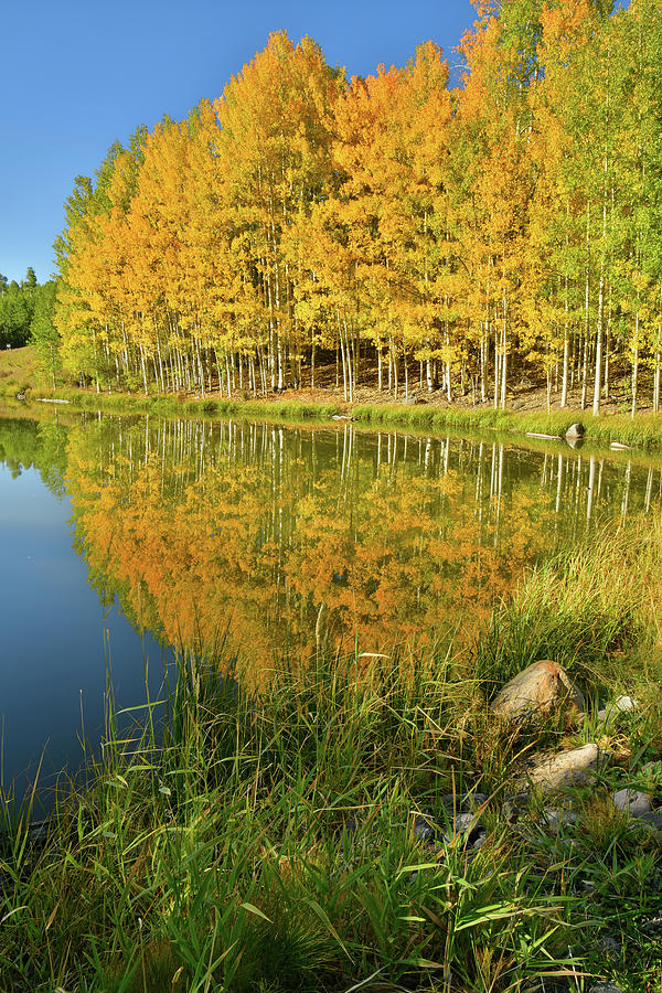 Pond Reflection of Aspens in Full Color Photograph by Ray Mathis