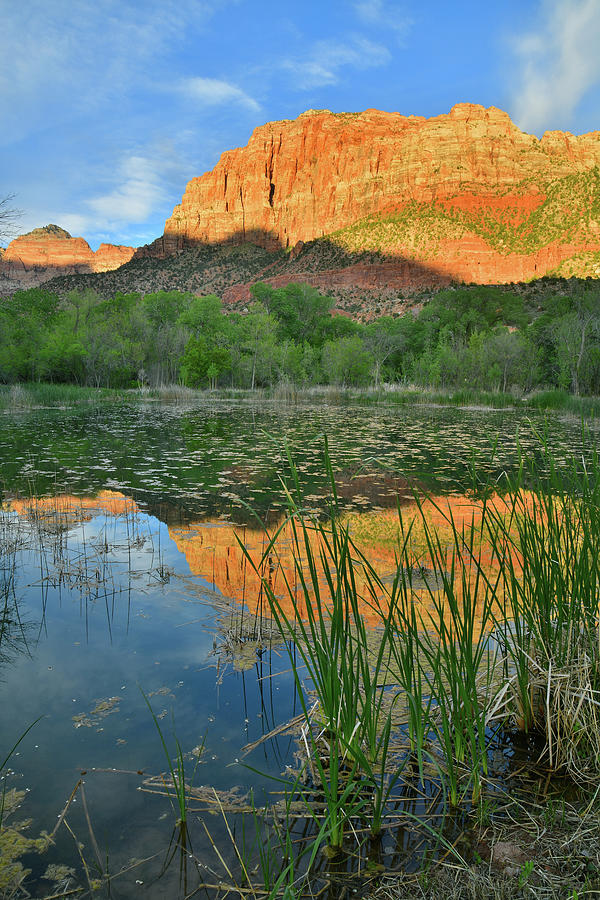 Pond Reflection of the Watchman in Zion NP Photograph by Ray Mathis