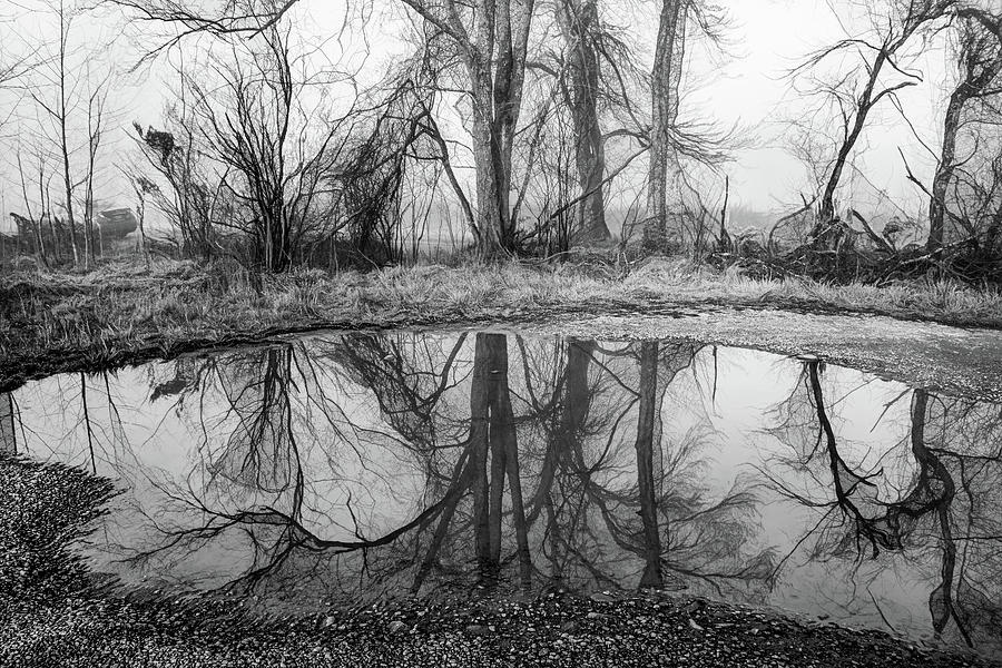 Pond Reflections, Digitally Enhanced in Black and White Photograph by Marcy Wielfaert