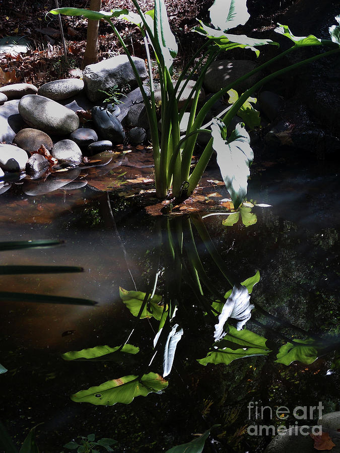 Pond Reflections Photograph by Skip Willits