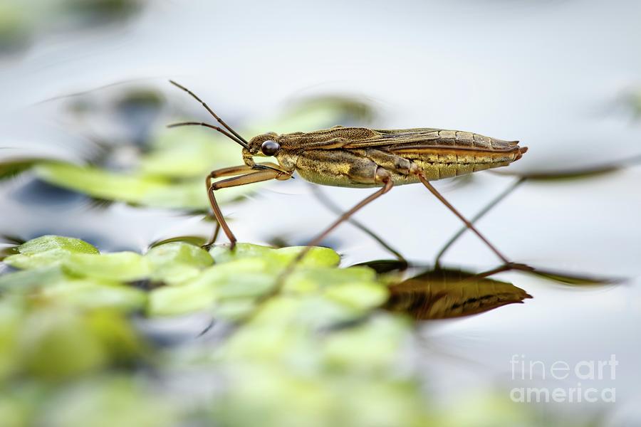 Insects Photograph - Pond Skater by Heath Mcdonald/science Photo Library