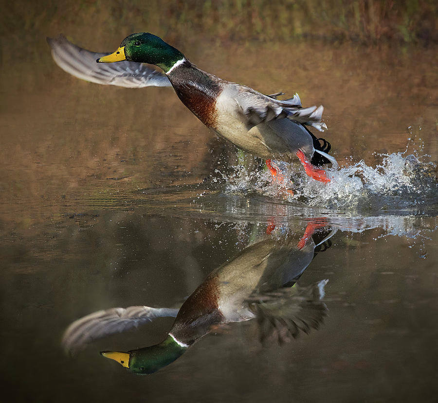 Pond Splash Photograph by Art Cole