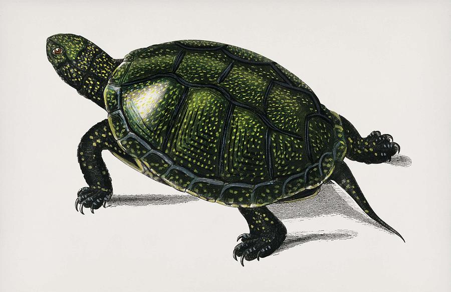 Turtle Painting - Pond turtle  Emys orbicularis illustrated by Charles Dessalines D Orbigny  1806-1876 5 by Celestial Images