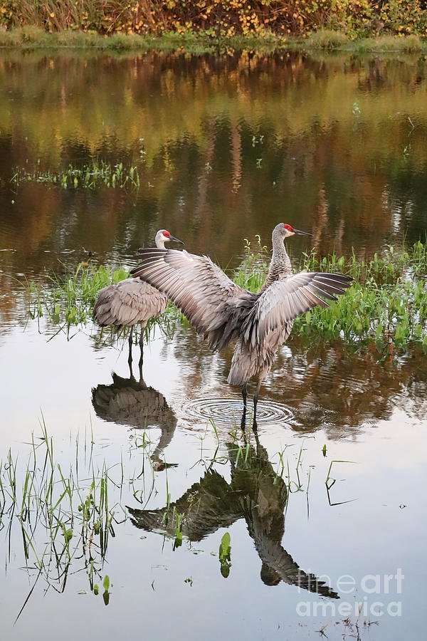 Pond Visitors Photograph by Carol Groenen
