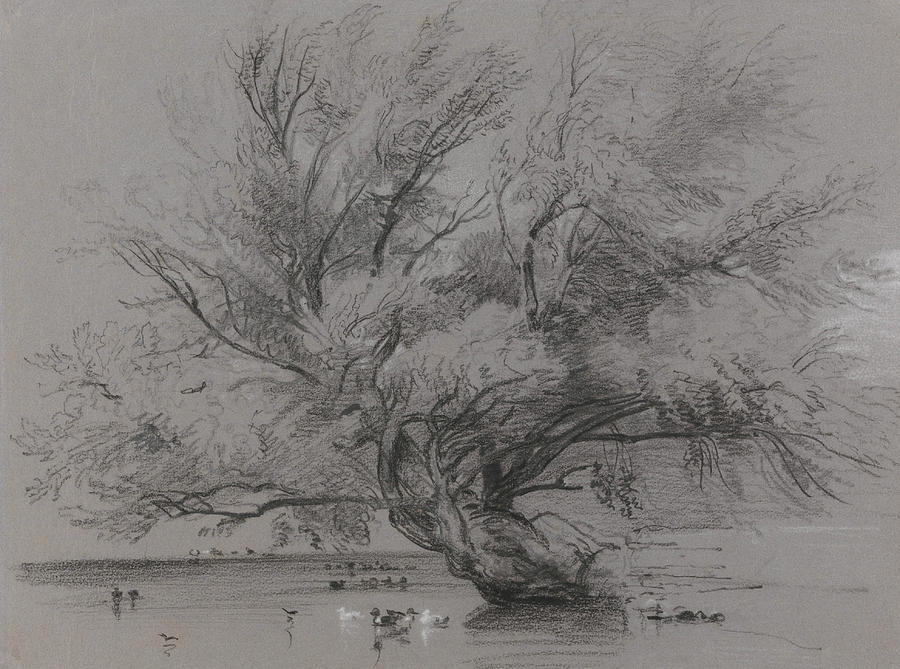 Pond with Willow Tree and Ducks Drawing by Peter De Wint