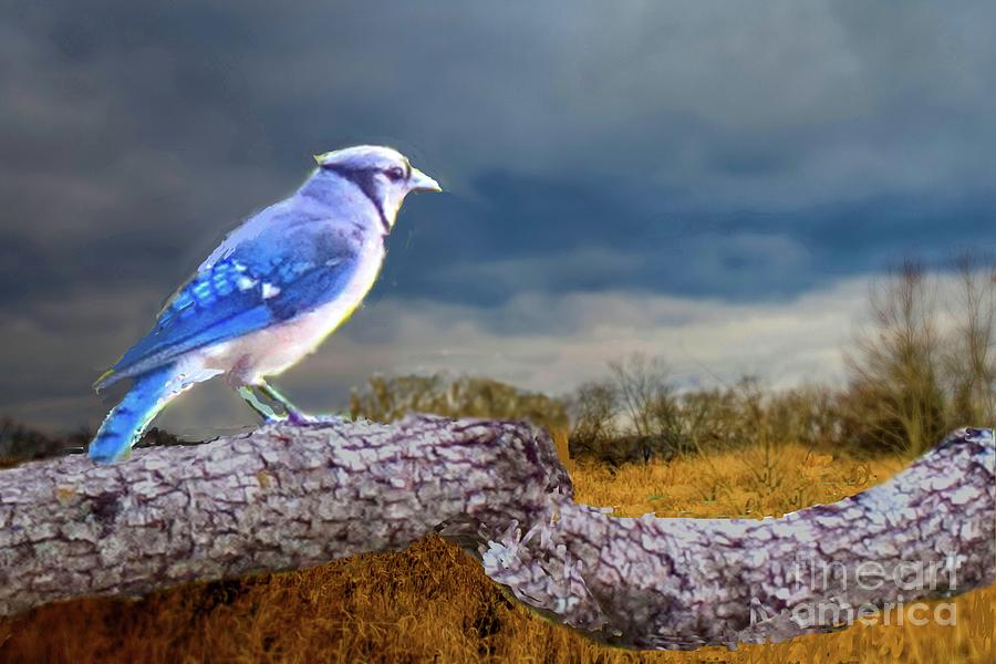 Pondering Bluejay Mixed Media by Janette Boyd