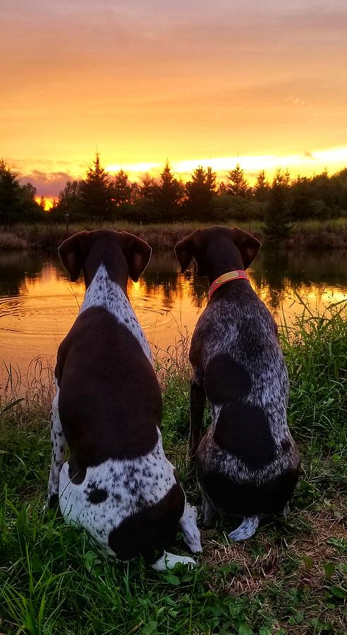 Pondering Pups Photograph by Brook Burling
