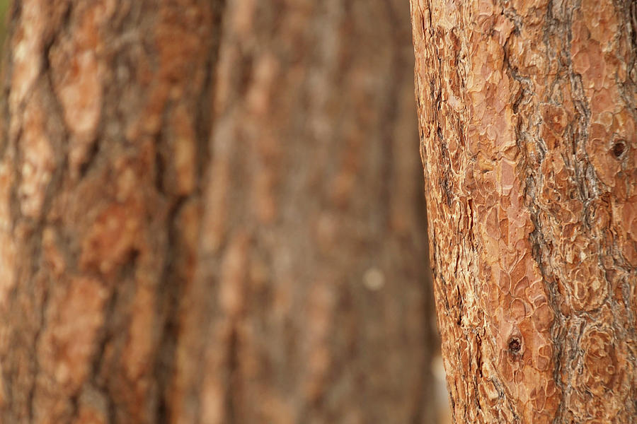 Ponderosa pine bark detail Photograph by Steve Estvanik