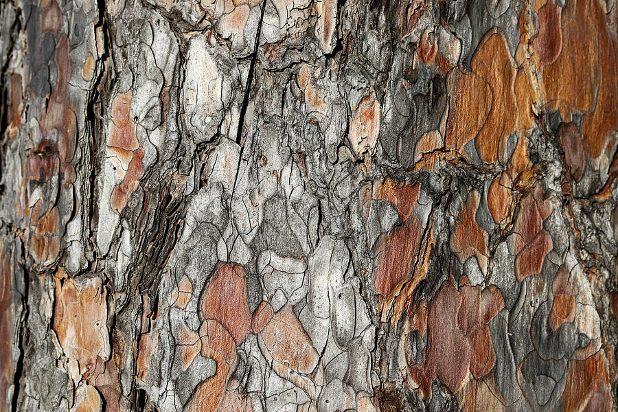 Painted Puzzle Pieces: How Ponderosa Pine Bark Protects and